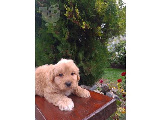 Goldendoodle